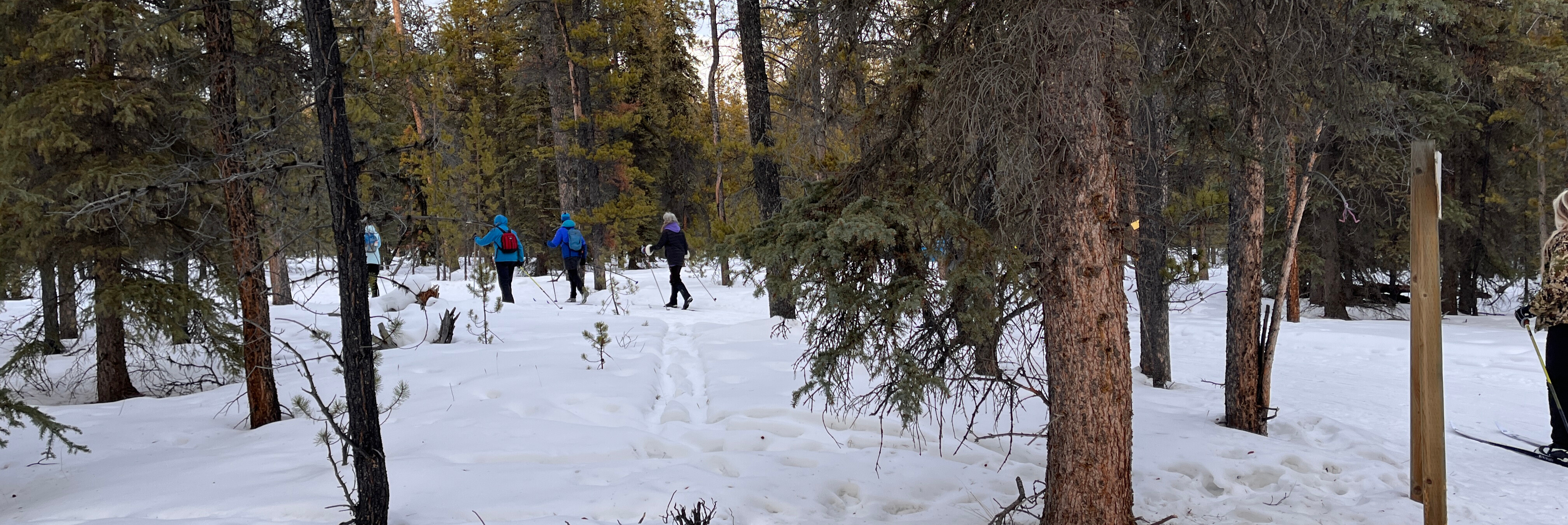 Cross country skiers in a snowy forest. 