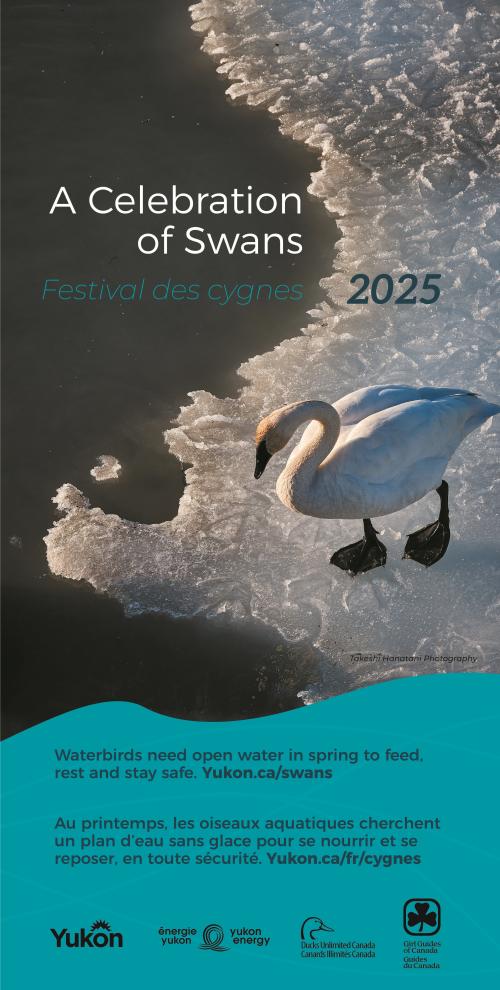 2025 A Celebration of Swans poster