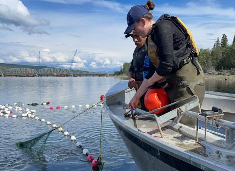 Surveillance des poissons au pont de la baie Nisutlin (2)