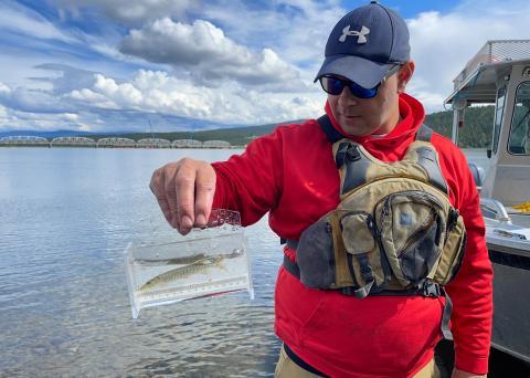 Surveillance des poissons au pont de la baie Nisutlin 